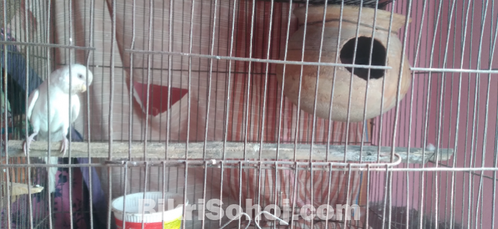 এলবিনো বাজুরিকা রেড আই